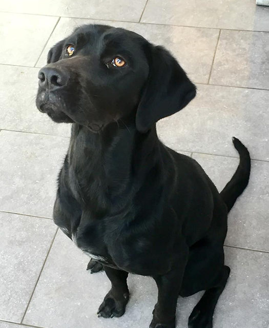 PEGGY Labrador / Dogue de bordeaux