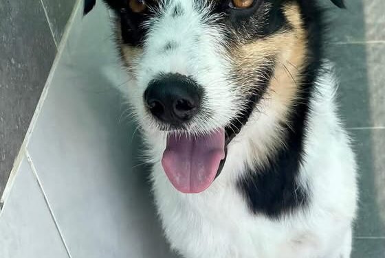 MAX UN CANE FANTASTICO E BRAVO
