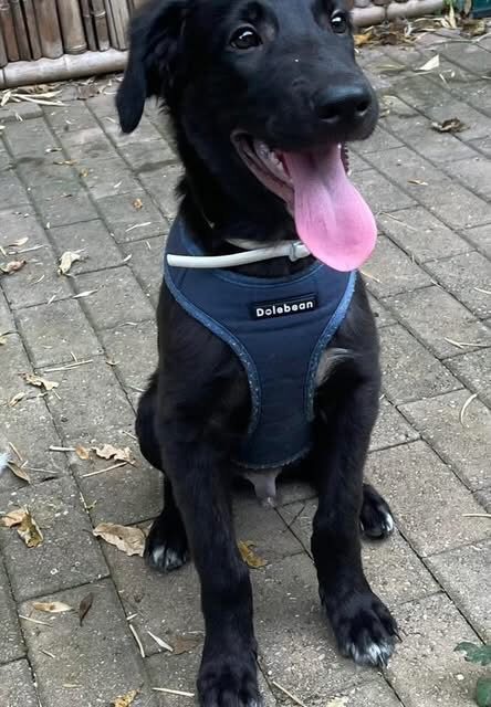 GIOTTO BELLISSIMO CUCCIOLO DI 4 MESI DOLCE E AFFETTUOSO