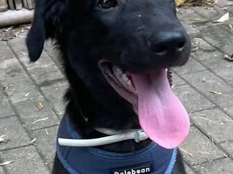 GIOTTO BELLISSIMO CUCCIOLO DI 4 MESI DOLCE E AFFETTUOSO