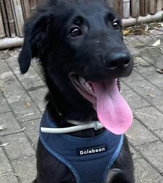 GIOTTO BELLISSIMO CUCCIOLO DI 4 MESI DOLCE E AFFETTUOSO