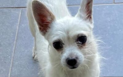 GEKO SCRICCIOLO DOLCISSIMO MIX CHIHUAHUA