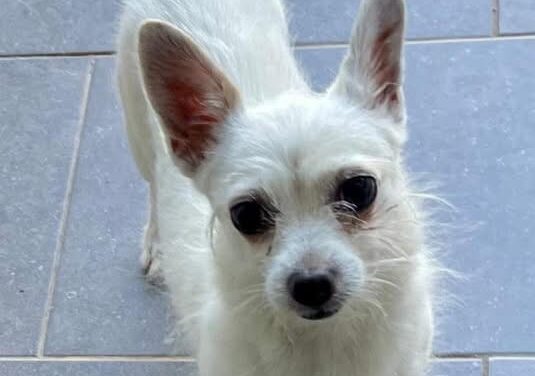 GEKO SCRICCIOLO DOLCISSIMO MIX CHIHUAHUA