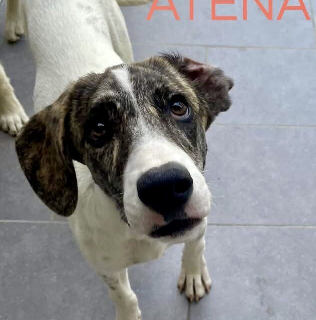 ATENA CUCCIOLA SOCIEVOLE E SOLARE